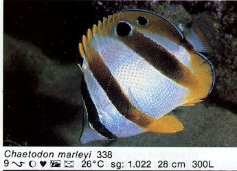 Chaetodon marleyi